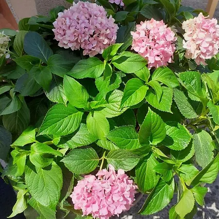 Sanda I Leo * Bibinje