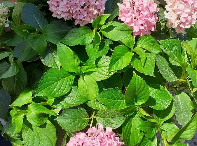 Sanda I Leo * Bibinje